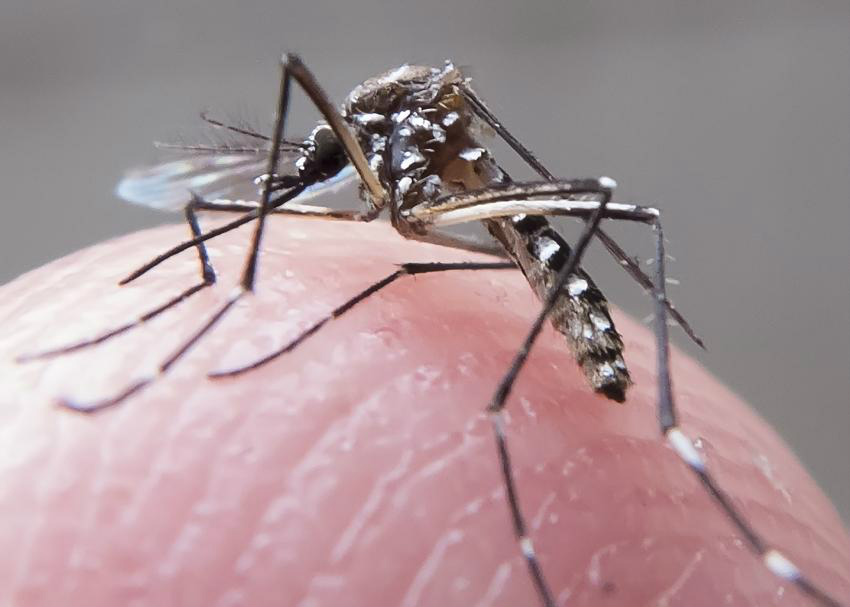 Comissão de Orçamento destina R$ 500 milhões para combate a mosquito da dengue Comissão de Orçamento destina R$ 500 milhões para combate a mosquito da dengue