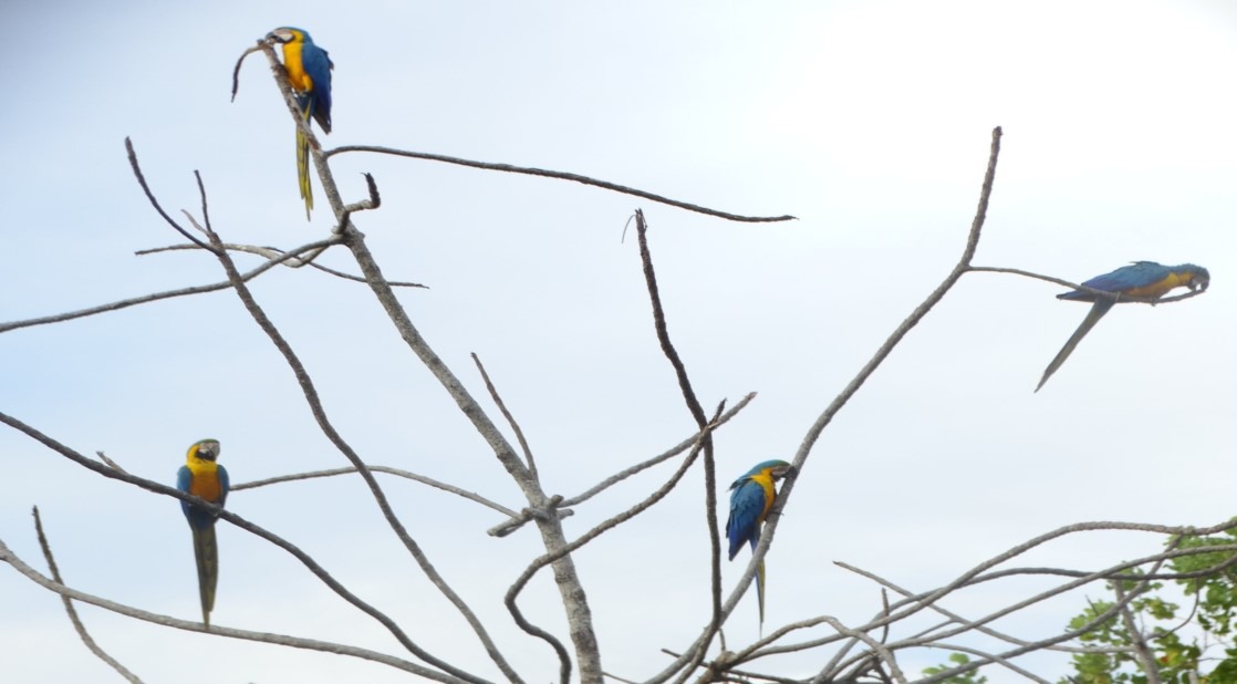 Foto: Mônica Alves