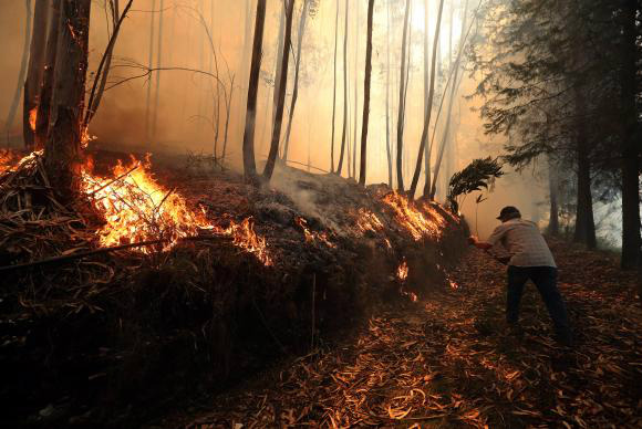Portugal em chamas: continente e Ilha da Madeira registram incêndios Divulgação
