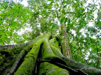 Área de Proteção Ambiental dificulta consenso sobre Código Florestal