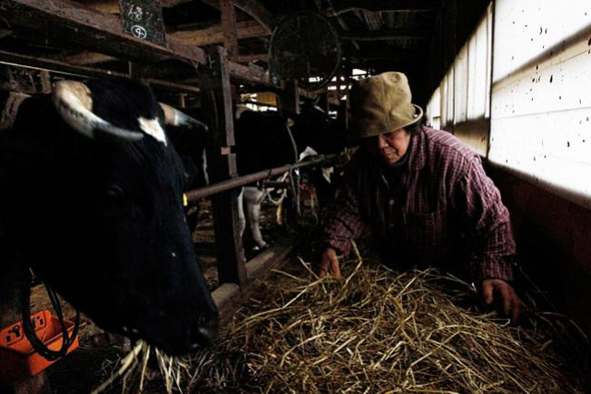 Gado contaminado no Japão