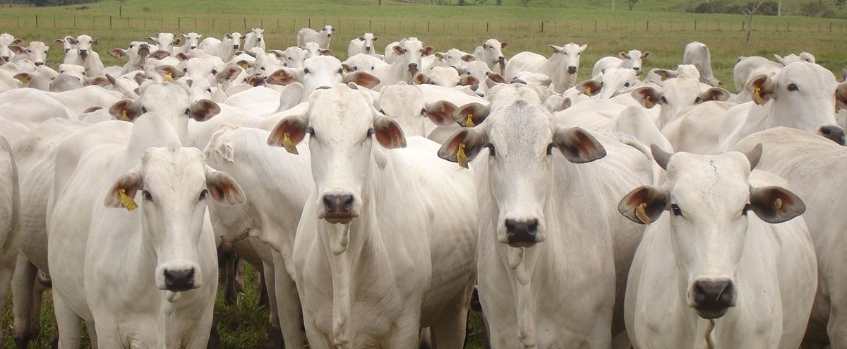 Gado é principal negócio de parlamentares ligados ao agronegócio Foto: Divulgação
