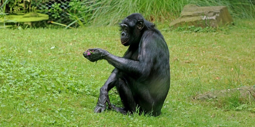 Conheça as primatas que agem como parteiras umas das outras