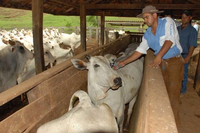 Período de vacinação contra aftosa é prorrogado em Mato Grosso do Sul O prazo foi prorrogado por mais 15 dias / Foto: Divulgação