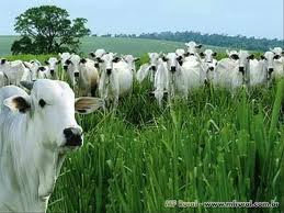 Preço da arroba do boi no Brasil seguirá em alta este ano, afirmam analistas Preço da arroba do boi no Brasil seguirá em alta este ano, afirmam analistas