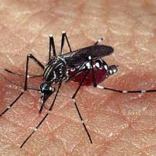 Bahia confirma dois casos de chikungunya e intensifica combate a mosquitos