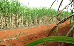 Valor da produção das lavouras aumenta 9,8%