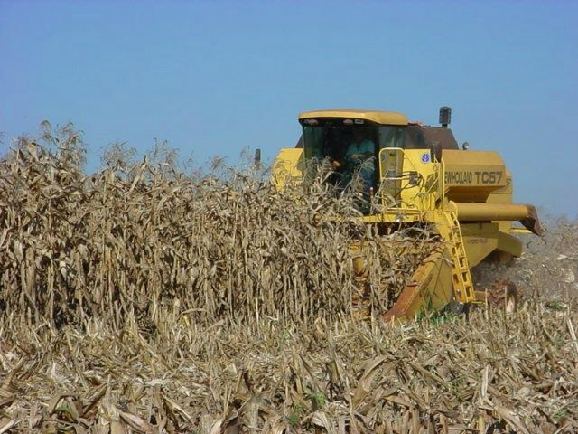 Soja: apesar do aumento da área, produção deve ser menor