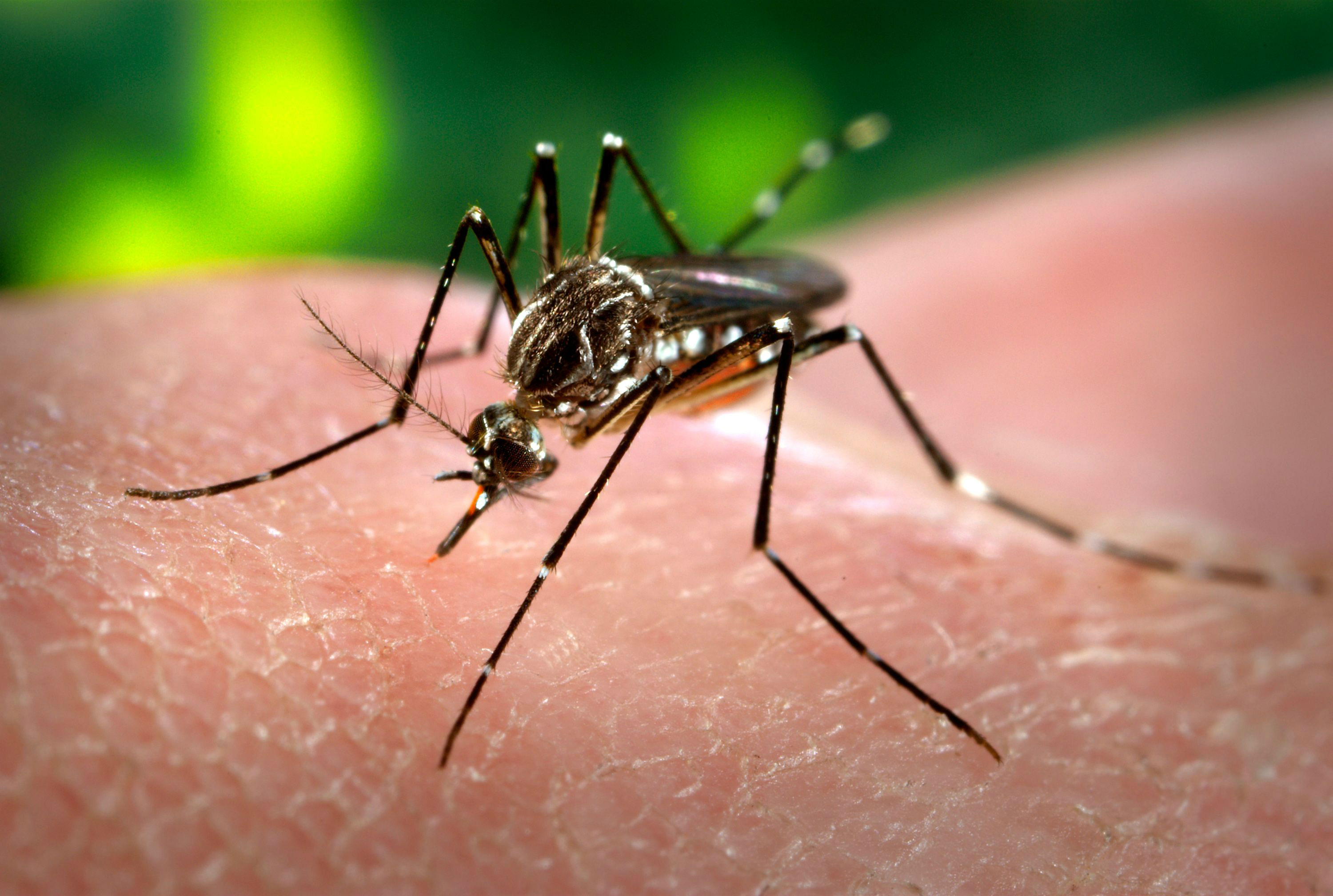 Anvisa registra teste que detecta zika, chikungunya e dengue de forma combinada Anvisa registra teste que detecta zika, chikungunya e dengue de forma combinada