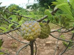Seminário discute fruticultura como alternativa de renda para a região Seminário discute fruticultura como alternativa de renda para a região
