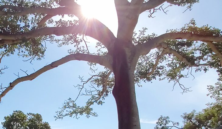 Sol e calor predominam neste sábado em Mato Grosso do Sul Foto: Edemir Rodrigues