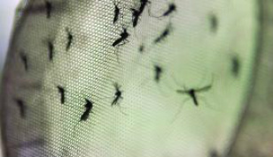 Campinas registra mais de 17 mil casos de dengue Campinas registra mais de 17 mil casos de dengue Arquivo/Agência Brasil