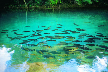 Bonito é escolhida como melhor destino de ecoturismo pelo 9º ano Com atrações como rios de águas límpidas onde é possível nadar com peixes, Bonito foi escolhida como melhor destino do ecoturismo.