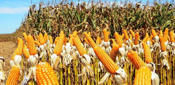 MS: Produção de milho somará R$ 12 milhões de toneladas em dez anos