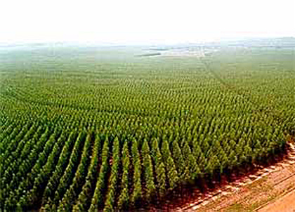 Crescem exportações de celulose em Mato Grosso do Sul