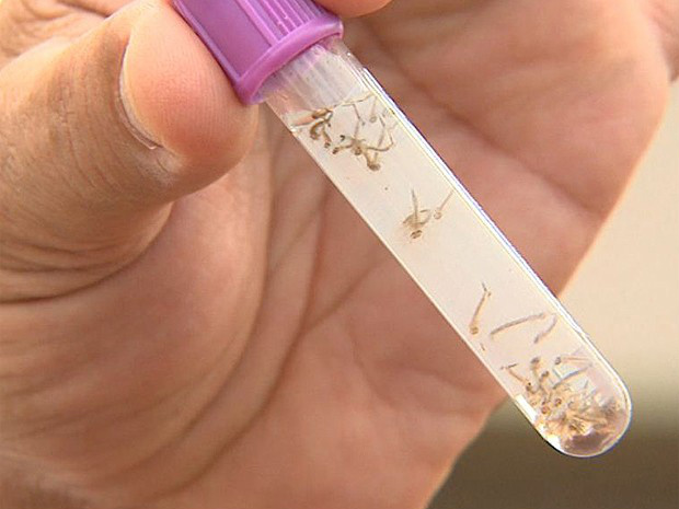 Secretaria de Saúde de Amambai inicia campanha 10 minutos contra a dengue As notificações não são de apenas um local e se encontram entre as vilas Nossa Senhora Aparecida e Guape.