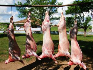 Pecuária: abate clandestino chega a mais de 30% do plantel