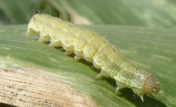 A lagarta também se espalho no estado de Mato Grosso d Sul