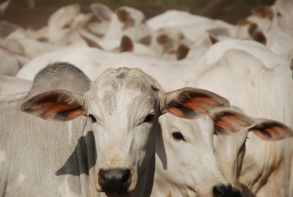 Líbano suspende importação de carne do PR após caso de 'vaca louca'