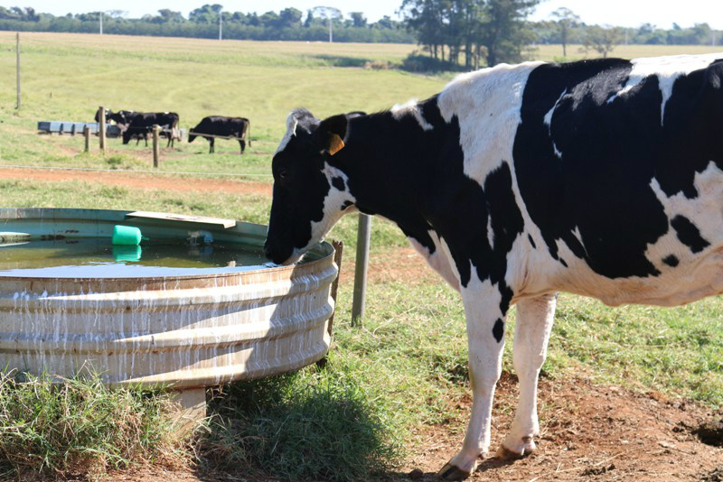 A gestão adequada da água contribui para uma atividade agropecuária sustentávelFoto: Divulgação 