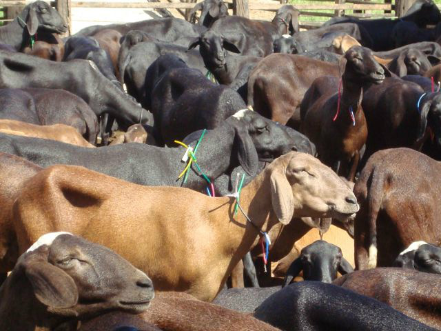 Estudo com genomas de ovinos pode auxiliar o Brasil no controle da scrapie