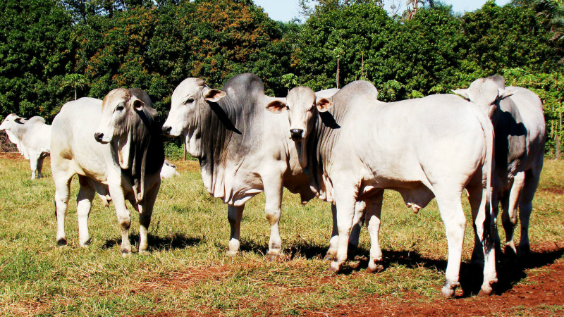Projeto da Nelore MS valoriza venda de gado comercial Projeto da Nelore MS valoriza venda de gado comercial
