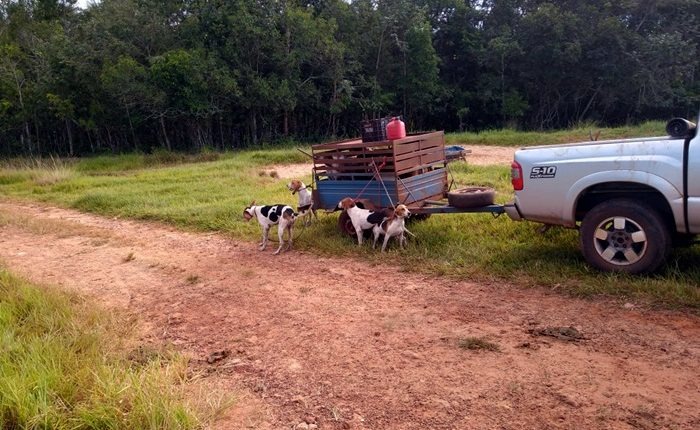Caçadores com 19 cães e lanças de caça são presos pela Polícia Militar em MS Veículo e carreta usada pelos caçadores foram apreendidas. (Foto: Divulgação/PMA)