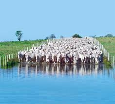 Oferta segue restrita e indicador volta a ser cotado a R$ 100,00/@ Oferta segue restrita e indicador volta a ser cotado a R$ 100,00/@