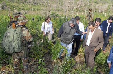 Paraguai sedia evento sobre produção de maconha