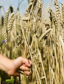 Autorizado pagamento de benefícios a agricultores que aderiram ao Garantia-Safra