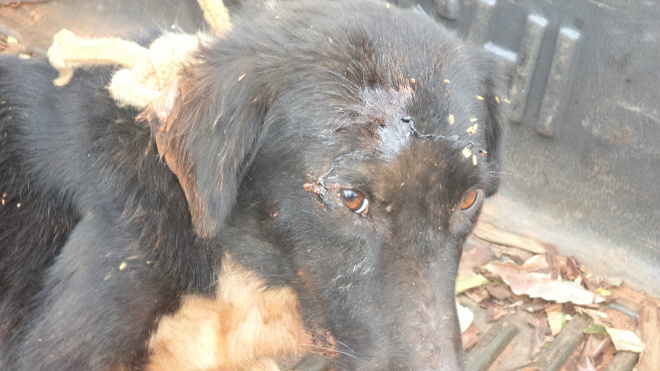 PM autua idoso por maus-tratos a dois cachorros em Três Lagoas