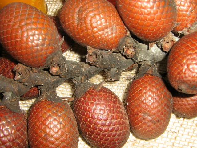 Livro compila espécies da flora do Centro-Oeste Buriti: espécie do Centro-Oeste