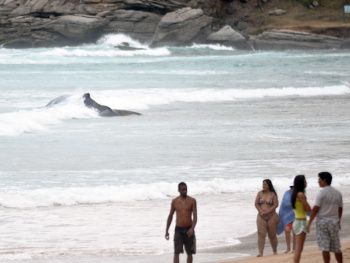 Baleia encalhada em Búzios morre após nova tentativa de resgate Baleia encalhada em Búzios morre após nova tentativa de resgate