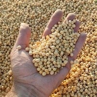 Soja: preço cai nos portos e sobe no interior