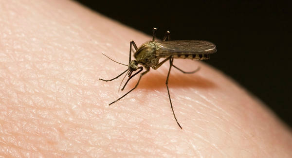 ONU oferece ajuda ao Brasil para combater vírus Zika ONU oferece ajuda ao Brasil para combater vírus Zika