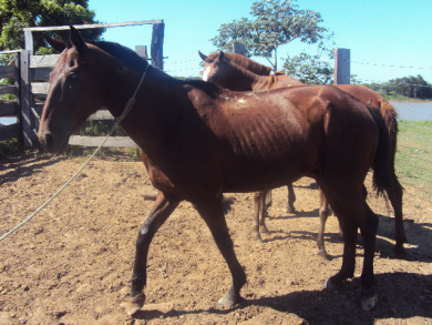 PMA prende ladrões de gado no Pantanal