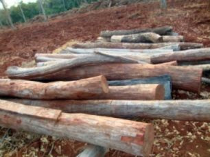Assentados são multados em R$ 20,4 mil por extração de aroeira em MS PMA encontrou aroeira cortada em assentamento de Sidrolândia, MS. Assentados foram multados e podem responder por crime ambiental.