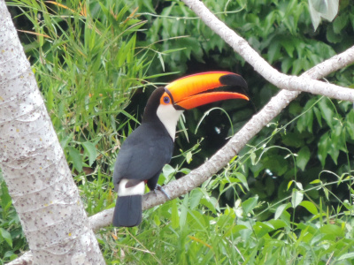 ACIA divulga resultado do 6º Concurso de Fotografia 2013 Tucano, foto vencedora do 1º lugar / Roseli Soares da Silva