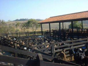 Prazo de pagamento da Contribuição Sindical Rural termina dia 31