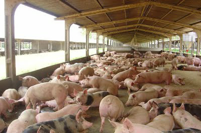 Fertilizante com dejeto suíno pode levar toxicidade a solos Fertilizante com dejeto suíno pode levar toxicidade a solos