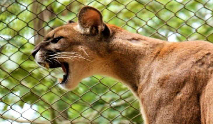 Governo sanciona lei que define as normas para proteção da fauna de MS Foto: Chico Ribeiro (Arquivo)