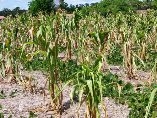 Chuvas em Amambai diminuem índices de perda nas lavouras