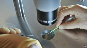 Reprodução e camundongos geneticamente modificados exige técnica avançada de reprodução assistida