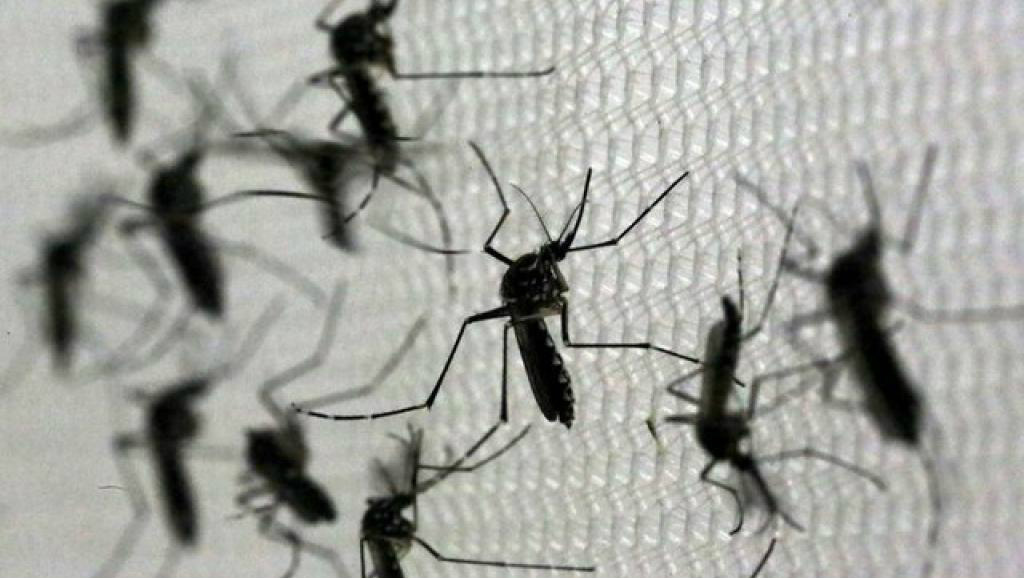 Primeira grávida com zika na Europa Primeira grávida com zika na Europa