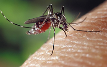 Brasil confirma 16 casos da Febre Chikungunya em território nacional Brasil confirma 16 casos da Febre Chikungunya em território nacional