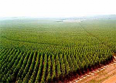 Crescem exportações de celulose em Mato Grosso do Sul