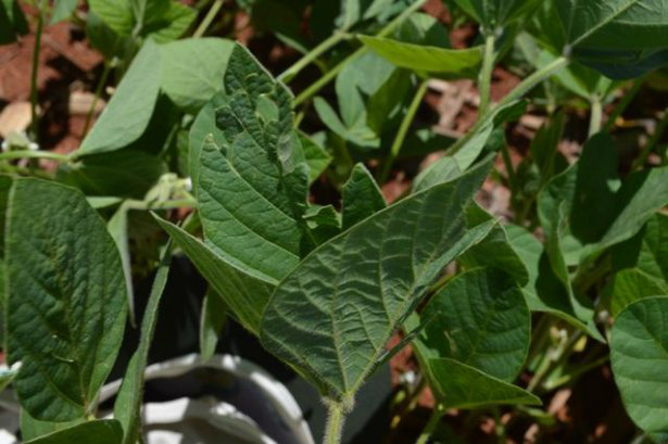 O melaço da cana-de-açúcar alem de ser uma alternativa barata potencializa o efeito dos inseticidas no combate à lagarta