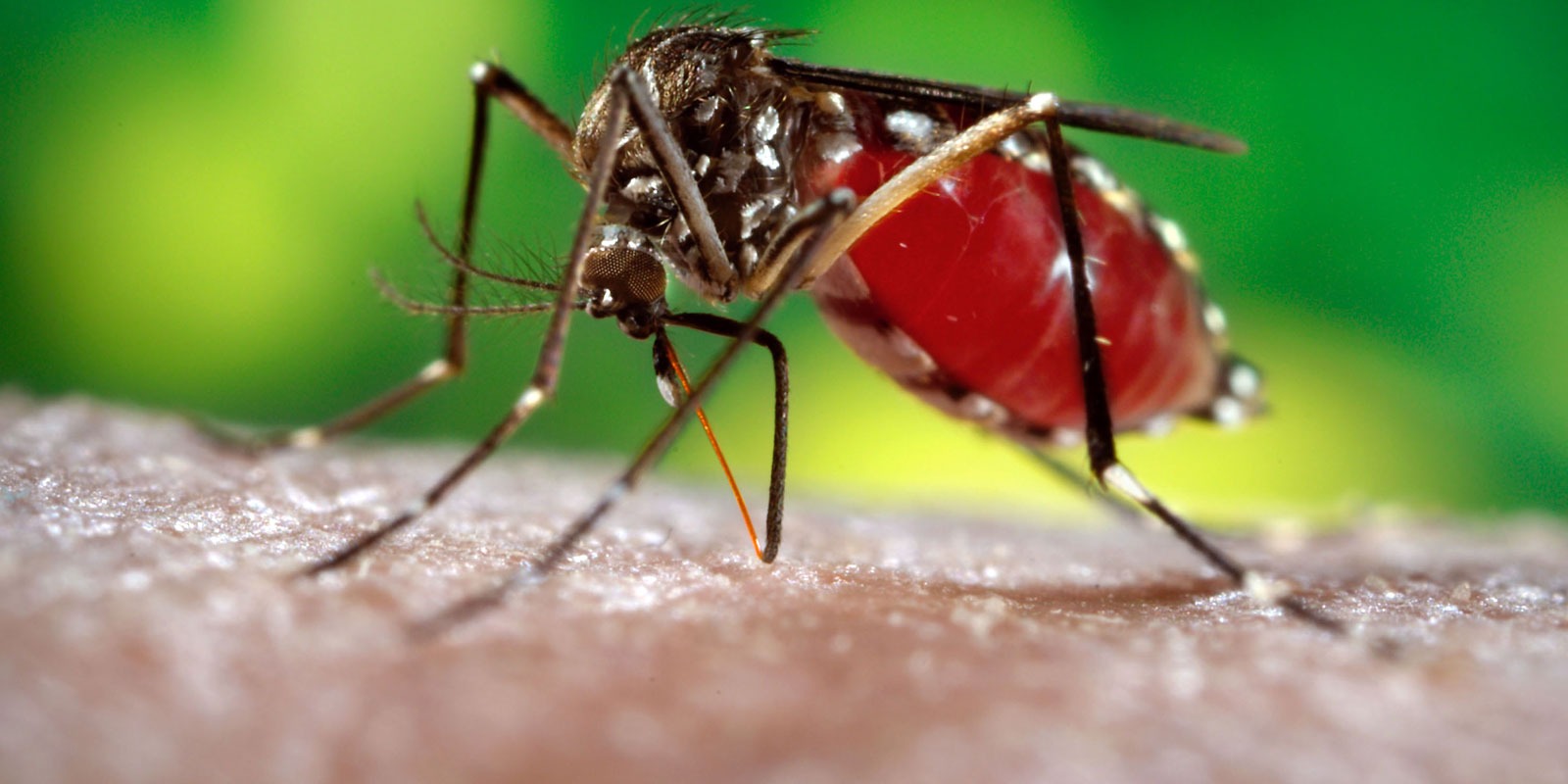 Segundo levantamento do Ministério da Saúde, em apenas três capitais, o índice de infestação por Aedes aegypti é satisfatório.