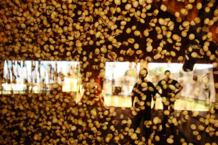 Sojicultores agradecem aprovação da soja brasileira geneticamente modificada