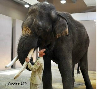 Elefante intriga cientistas por saber falar